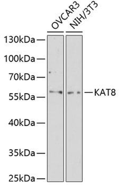 Epigenetics and Nuclear Signaling Antibodies 3 Anti-MYST1 Antibody CAB2208