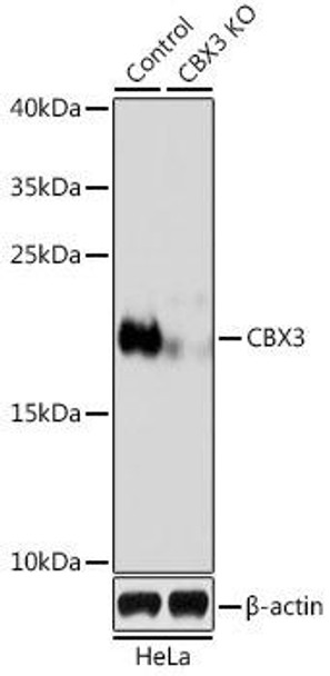 KO Validated Antibodies 1 Anti-CBX3 Antibody CAB2248KO Validated
