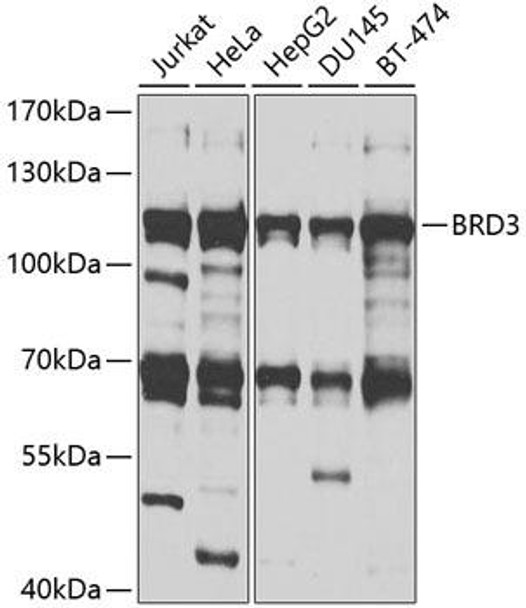 Epigenetics and Nuclear Signaling Antibodies 3 Anti-BRD3 Antibody CAB2277