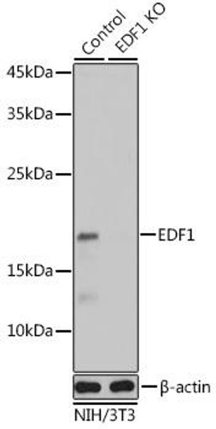 KO Validated Antibodies 1 Anti-EDF1 Antibody CAB2283KO Validated