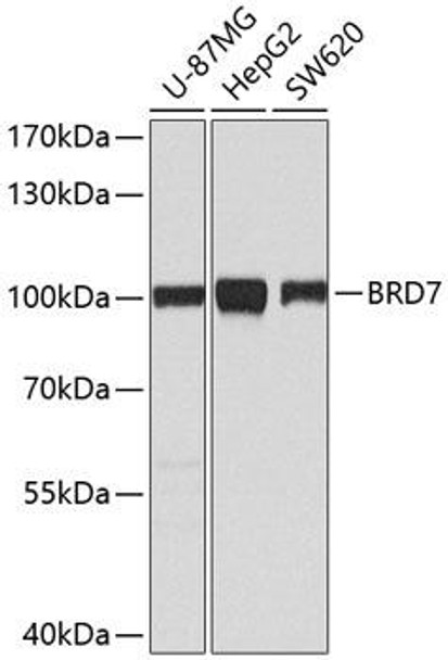 KO Validated Antibodies 1 Anti-BRD7 Antibody CAB2308KO Validated