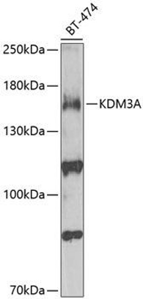 Developmental Biology Anti-KDM3A Antibody CAB2322