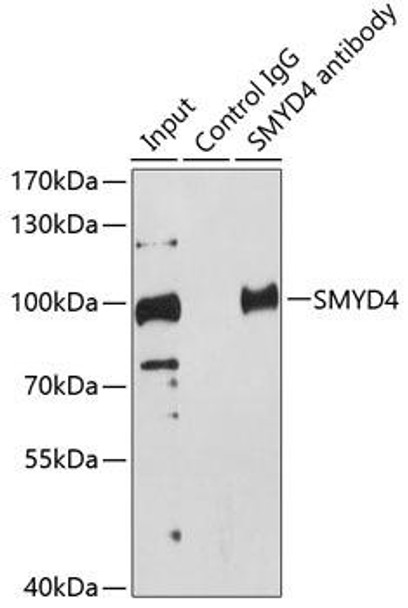 Cell Biology Antibodies 8 Anti-SMYD4 Antibody CAB2337