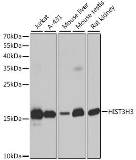 Epigenetics and Nuclear Signaling Antibodies 3 Anti-Histone H3 Antibody CAB2348