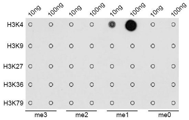 Epigenetics and Nuclear Signaling Antibodies 3 Anti-MonoMethyl-Histone H3-K4 Antibody CAB2355