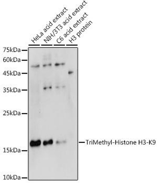Epigenetics and Nuclear Signaling Antibodies 3 Anti-TriMethyl-Histone H3-K9 Antibody CAB2360