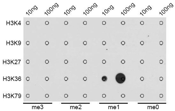 Epigenetics and Nuclear Signaling Antibodies 3 Anti-MonoMethyl-Histone H3-K36 Antibody CAB2364