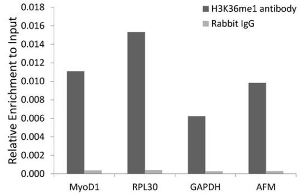 Epigenetics and Nuclear Signaling Antibodies 3 Anti-MonoMethyl-Histone H3-K36 Antibody CAB2364