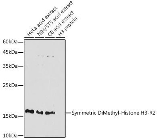 Epigenetics and Nuclear Signaling Antibodies 3 Anti-Symmetric DiMethyl-Histone H3-R2 Antibody CAB2373