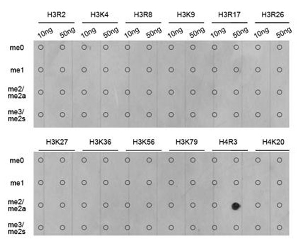 Cell Biology Antibodies 8 Anti-Asymmetric DiMethyl-Histone H4-R3 Antibody CAB2376