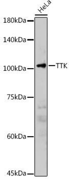 Cell Biology Antibodies 8 Anti-TTK Antibody CAB2500