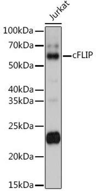 Cell Death Antibodies 1 Anti-cFLIP Antibody CAB2555