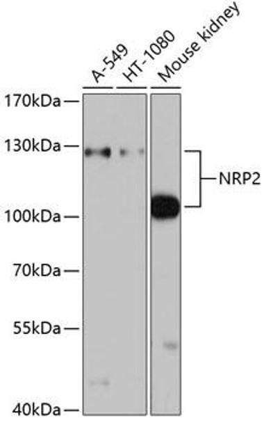 Developmental Biology Anti-NRP2 Antibody CAB2581