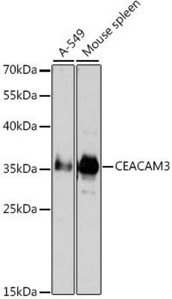 Cell Biology Antibodies 8 Anti-CEACAM3 Antibody CAB2589