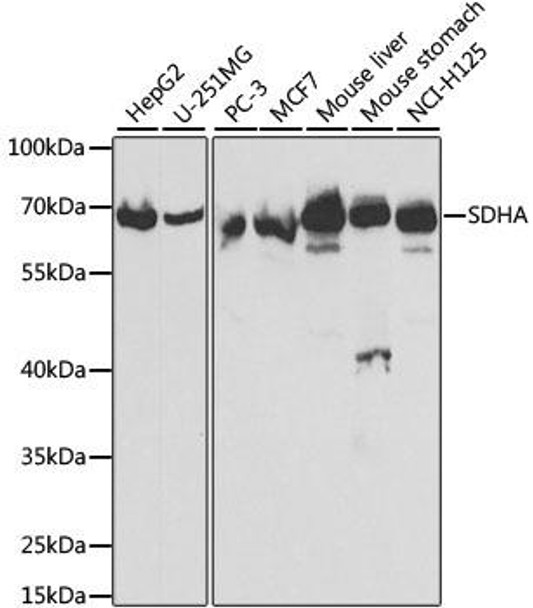 Cell Biology Antibodies 8 Anti-SDHA Antibody CAB2594