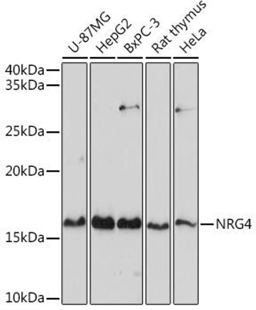Cell Biology Antibodies 8 Anti-NRG4 Antibody CAB2599