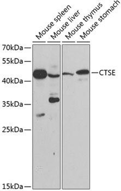 Cell Biology Antibodies 8 Anti-CTSE Antibody CAB2678