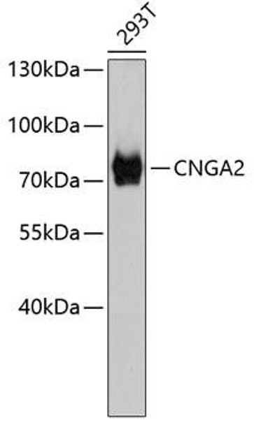 Signal Transduction Antibodies 2 Anti-CNGA2 Antibody CAB2698