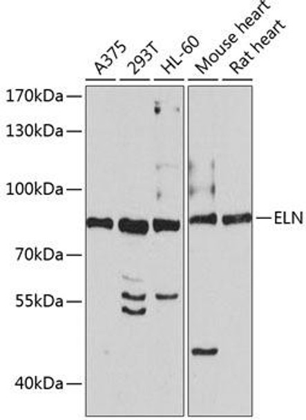 Cell Biology Antibodies 8 Anti-ELN Antibody CAB2723