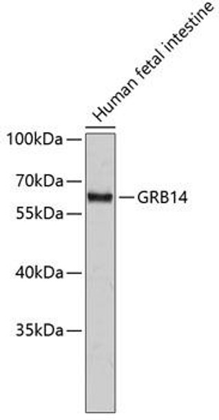 Cell Biology Antibodies 8 Anti-GRB14 Antibody CAB2742