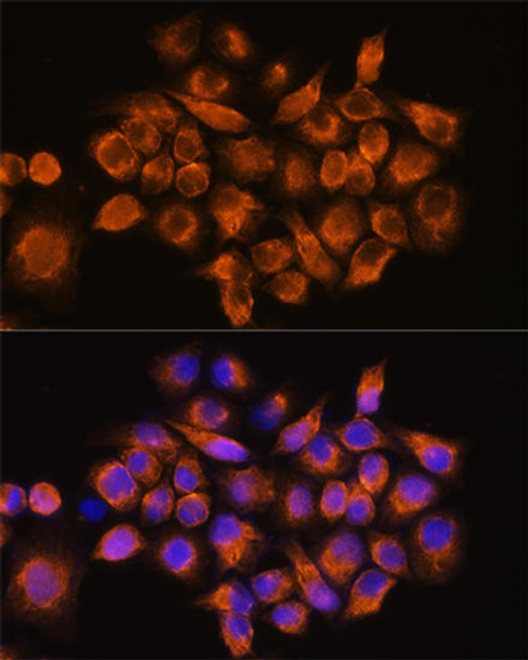 Cell Biology Antibodies 8 Anti-ADRA2A Antibody CAB2809