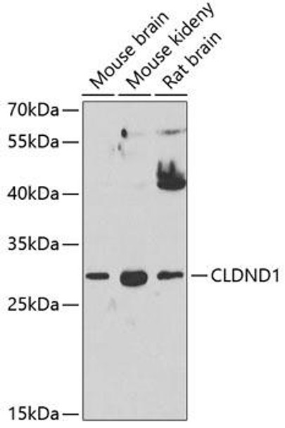 Cell Biology Antibodies 8 Anti-CLDND1 Antibody CAB2945