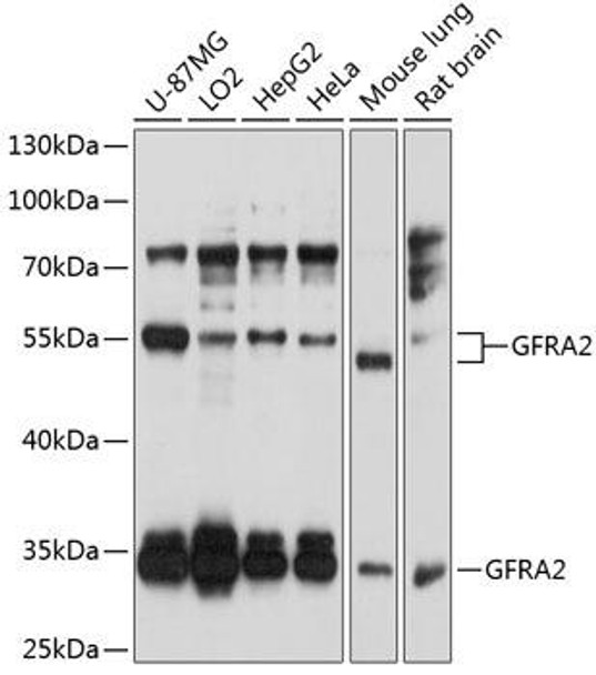 Cell Biology Antibodies 8 Anti-GFRA2 Antibody CAB2954