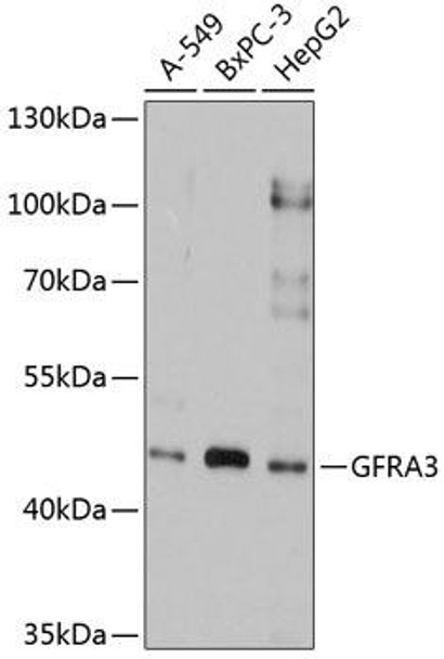 Cell Biology Antibodies 8 Anti-GFRA3 Antibody CAB2955