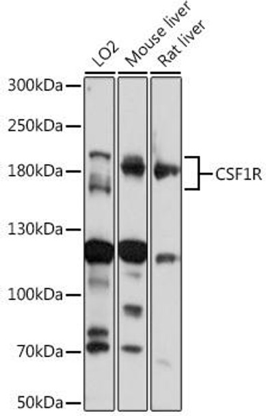 Immunology Antibodies 2 Anti-CSF1R Antibody CAB3019