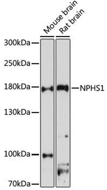 Cell Biology Antibodies 8 Anti-NPHS1 Antibody CAB3048