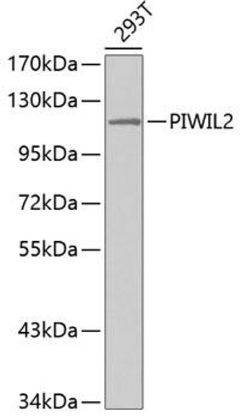 Cell Biology Antibodies 8 Anti-PIWIL-2 Antibody CAB3073