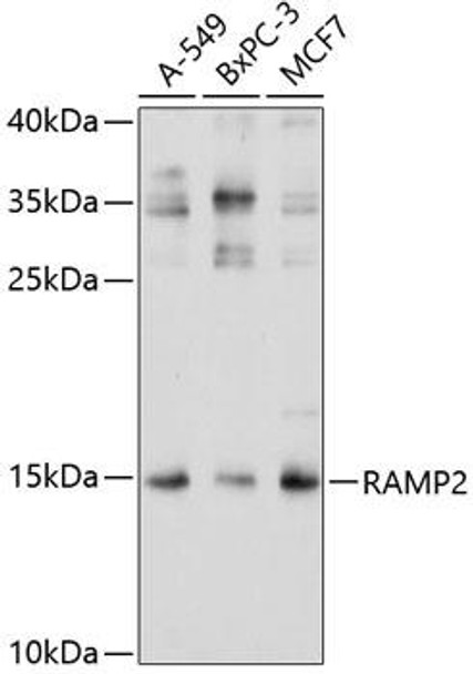 Signal Transduction Antibodies 2 Anti-RAMP2 Antibody CAB3075