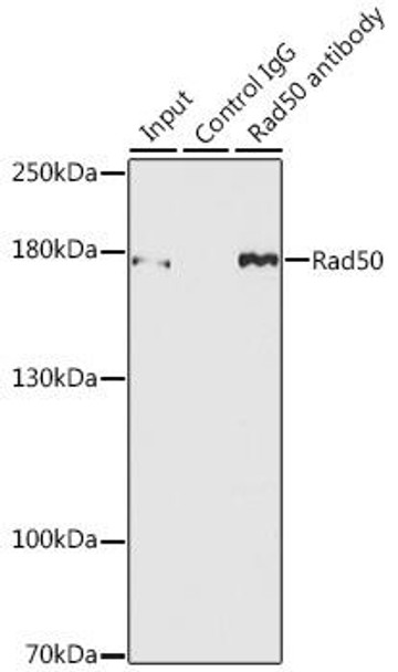 Cell Cycle Antibodies 1 Anti-Rad50 Antibody CAB3078