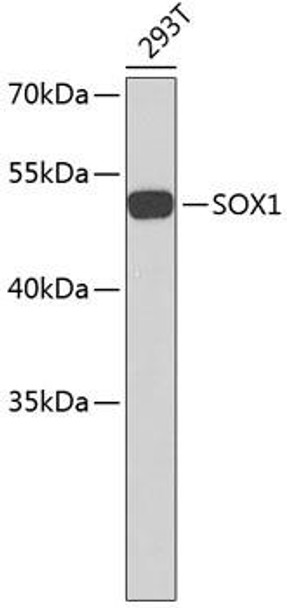 Epigenetics and Nuclear Signaling Antibodies 3 Anti-SOX1 Antibody CAB3086