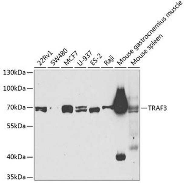 Cell Death Antibodies 1 Anti-TRAF3 Antibody CAB3094