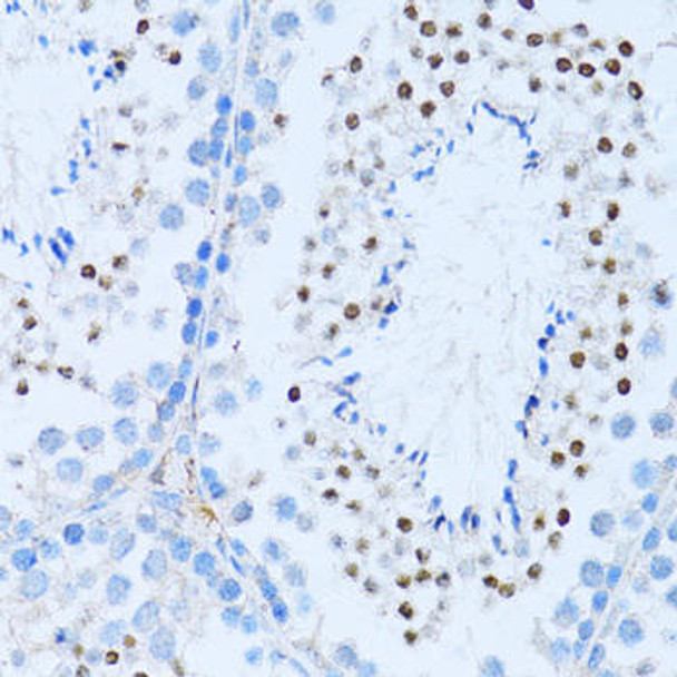 Cell Biology Antibodies 8 Anti-NF-kB2 Antibody CAB3108