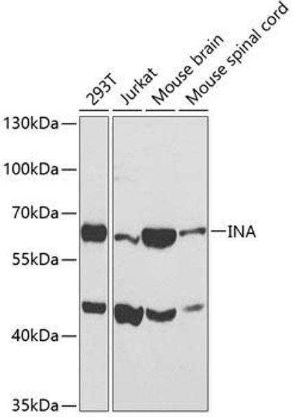 Developmental Biology Anti-INA Antibody CAB3109