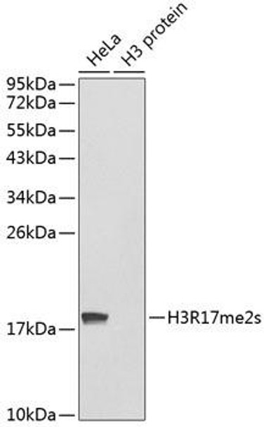Epigenetics and Nuclear Signaling Antibodies 3 Anti-Symmetric DiMethyl-Histone H3-R17 Antibody CAB3152