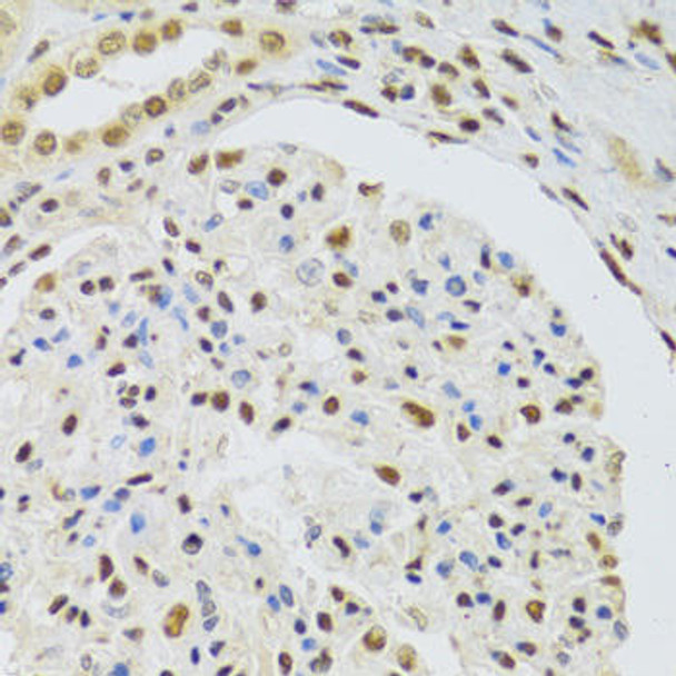 Cell Biology Antibodies 8 Anti-DNMT3A Antibody CAB3169