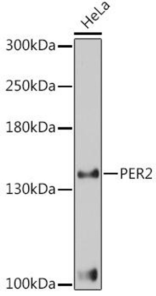Cell Biology Antibodies 8 Anti-PER2 Antibody CAB3217