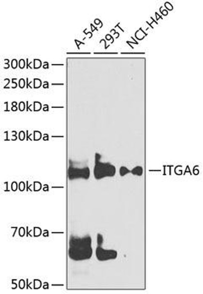 Cell Biology Antibodies 8 Anti-ITGA6 Antibody CAB3236