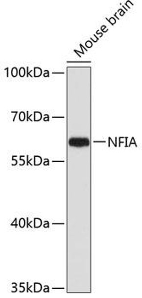 Epigenetics and Nuclear Signaling Antibodies 3 Anti-NFIA Antibody CAB3258