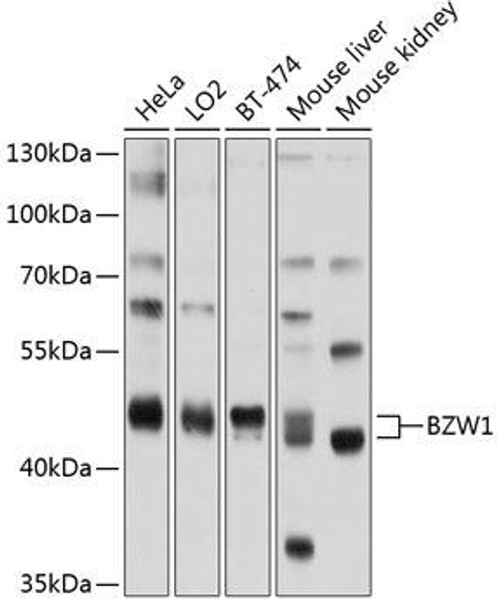 Epigenetics and Nuclear Signaling Antibodies 3 Anti-BZW1 Antibody CAB3359