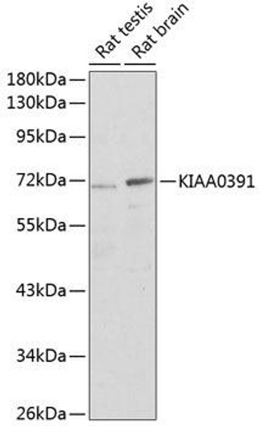 Epigenetics and Nuclear Signaling Antibodies 3 Anti-KIAA0391 Antibody CAB3360