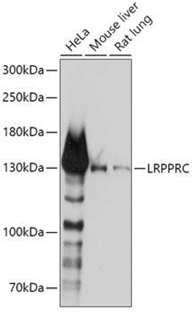 Epigenetics and Nuclear Signaling Antibodies 3 Anti-LRPPRC Antibody CAB3365