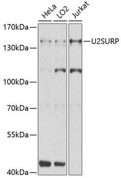 Cell Biology Antibodies 8 Anti-U2SURP Antibody CAB3392