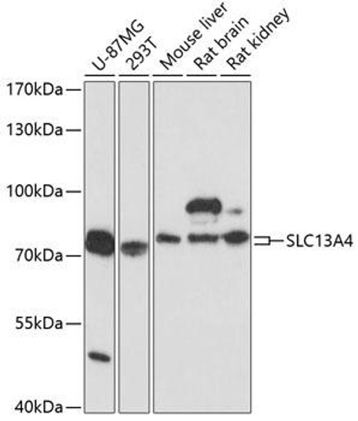Signal Transduction Antibodies 2 Anti-SLC13A4 Antibody CAB3410