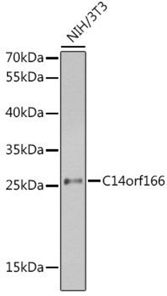 Immunology Antibodies 2 Anti-C14orf166 Antibody CAB3436