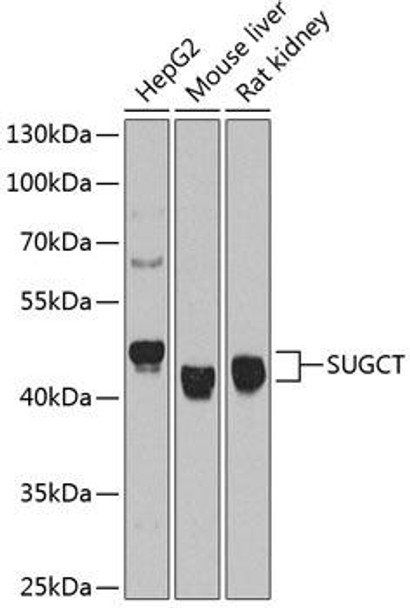 Cell Biology Antibodies 8 Anti-SUGCT Antibody CAB3499