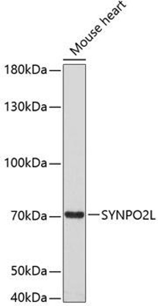 Cell Biology Antibodies 8 Anti-SYNPO2L Antibody CAB3507